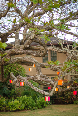 Kamani-tree-and-lanterns.jpg